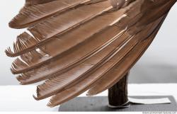 Photo Textures of Bird Feather